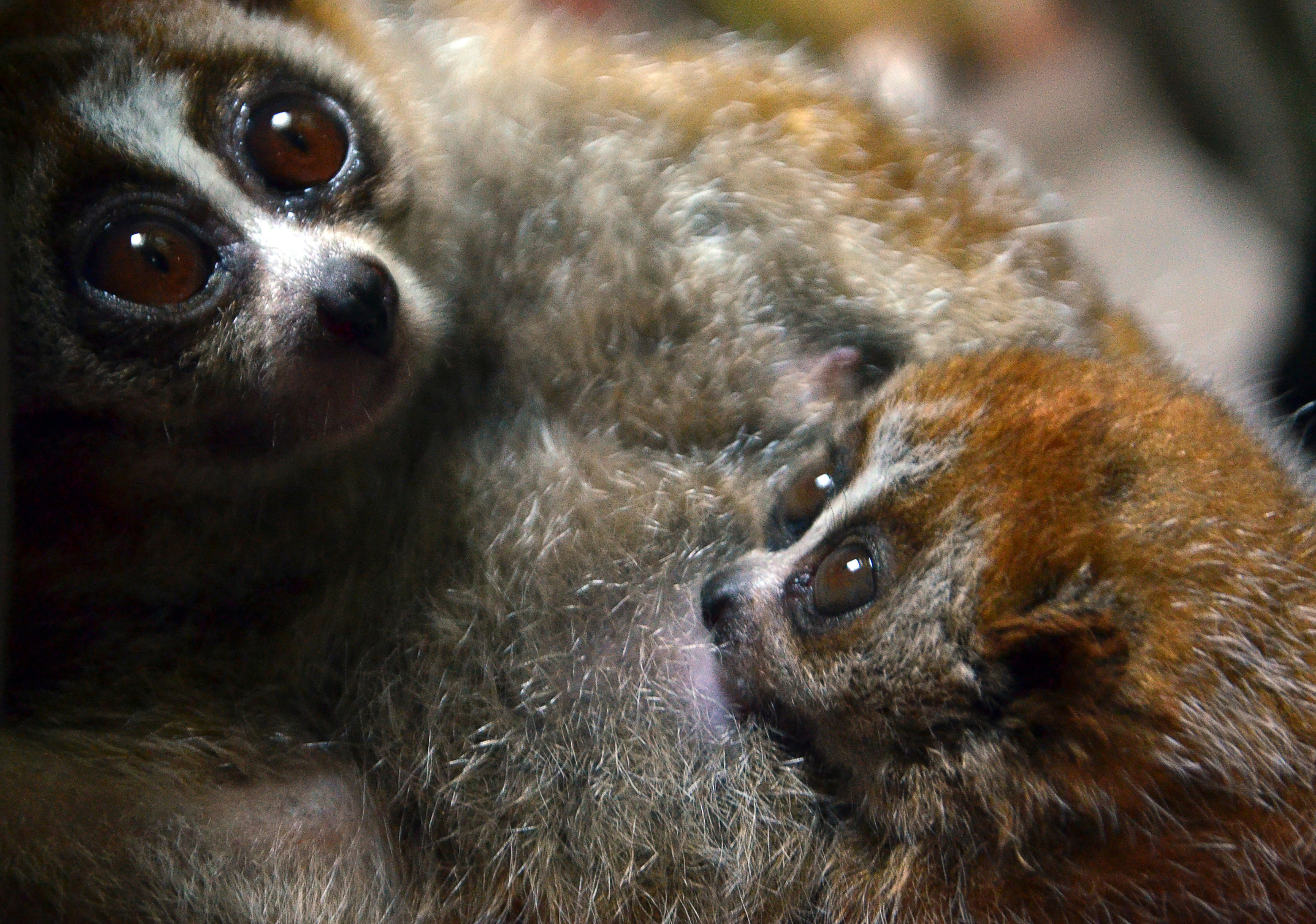 Slow Loris